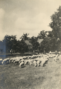 126031 Afbeelding van een kudde schapen naast boerderij Slangenrode (Lageweide 12) te Utrecht.N.B. Het adres is ca. ...
